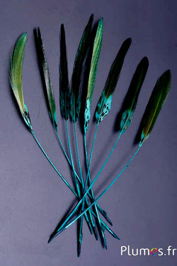 Faisan Lady Armherst strippé - 20-23 cm - jade-noir